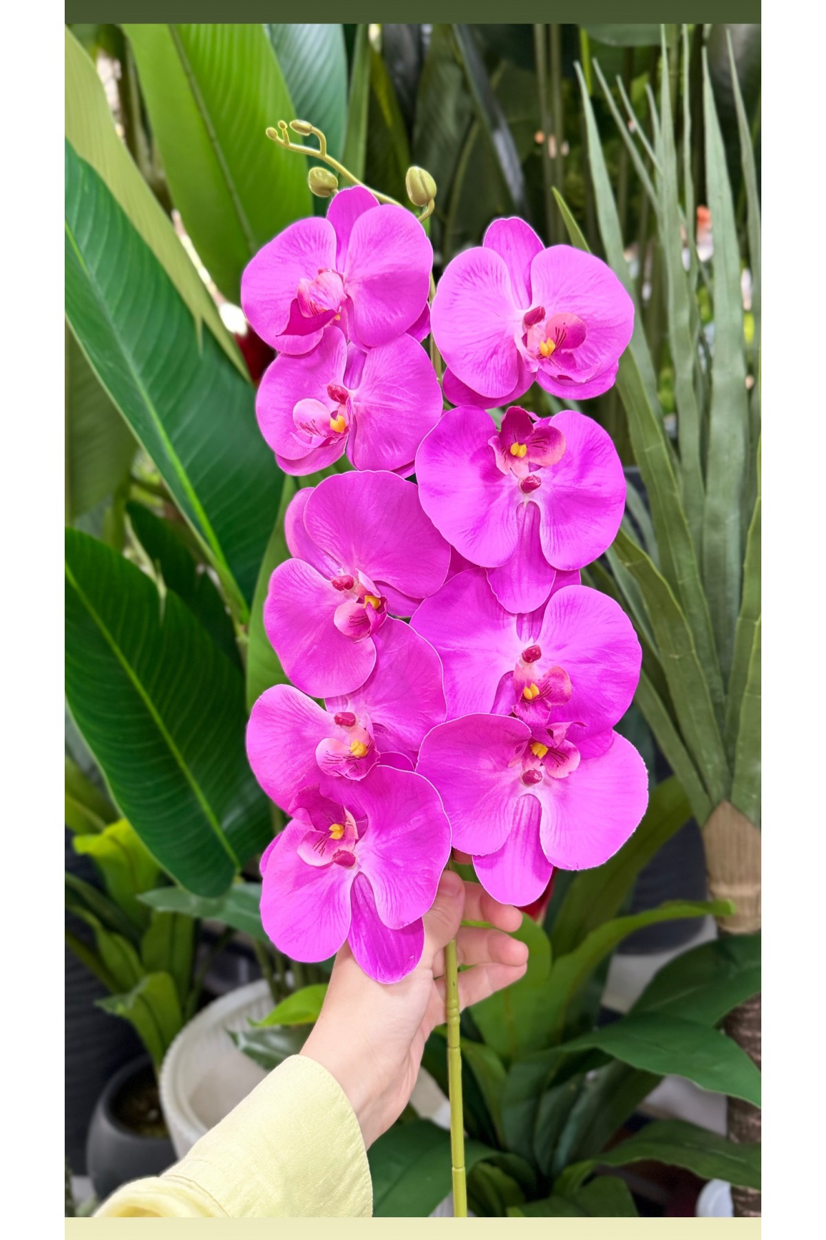 Tek Dal Islak Dokulu Orkide