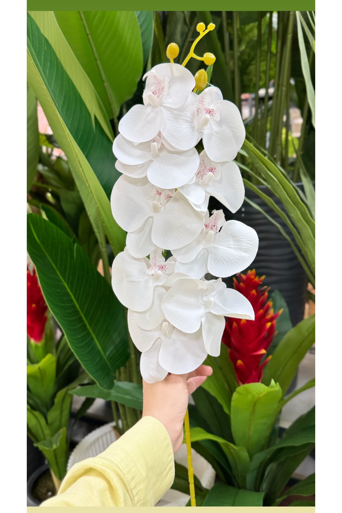 Tek Dal Islak Dokulu Orkide