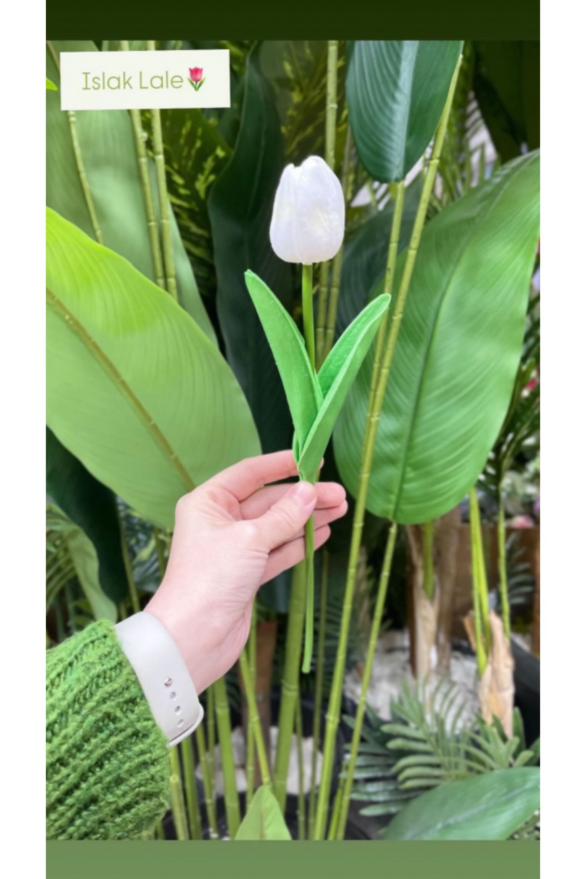 ISLAK LALE TEKLİ (P)