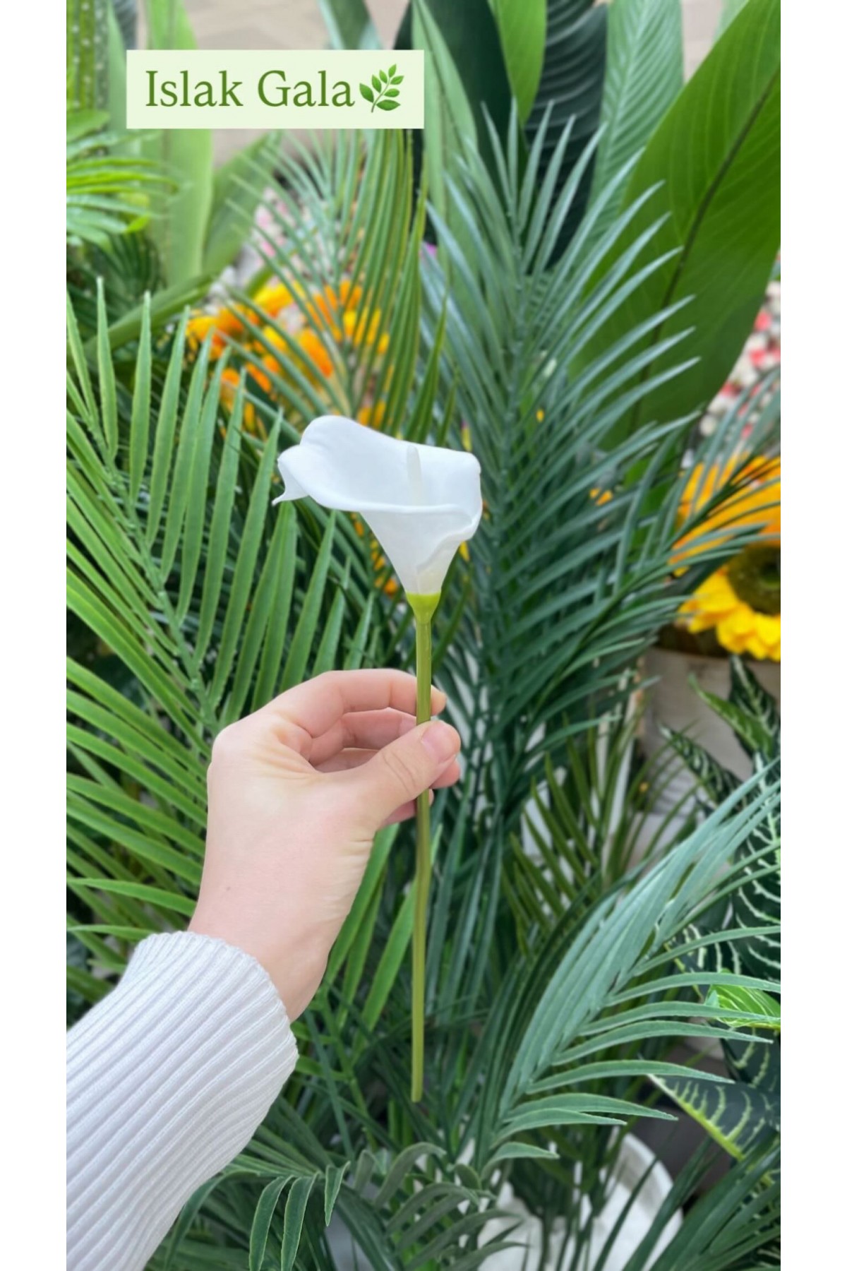 ISLAK GALA TEKLİ (P)240LI-120