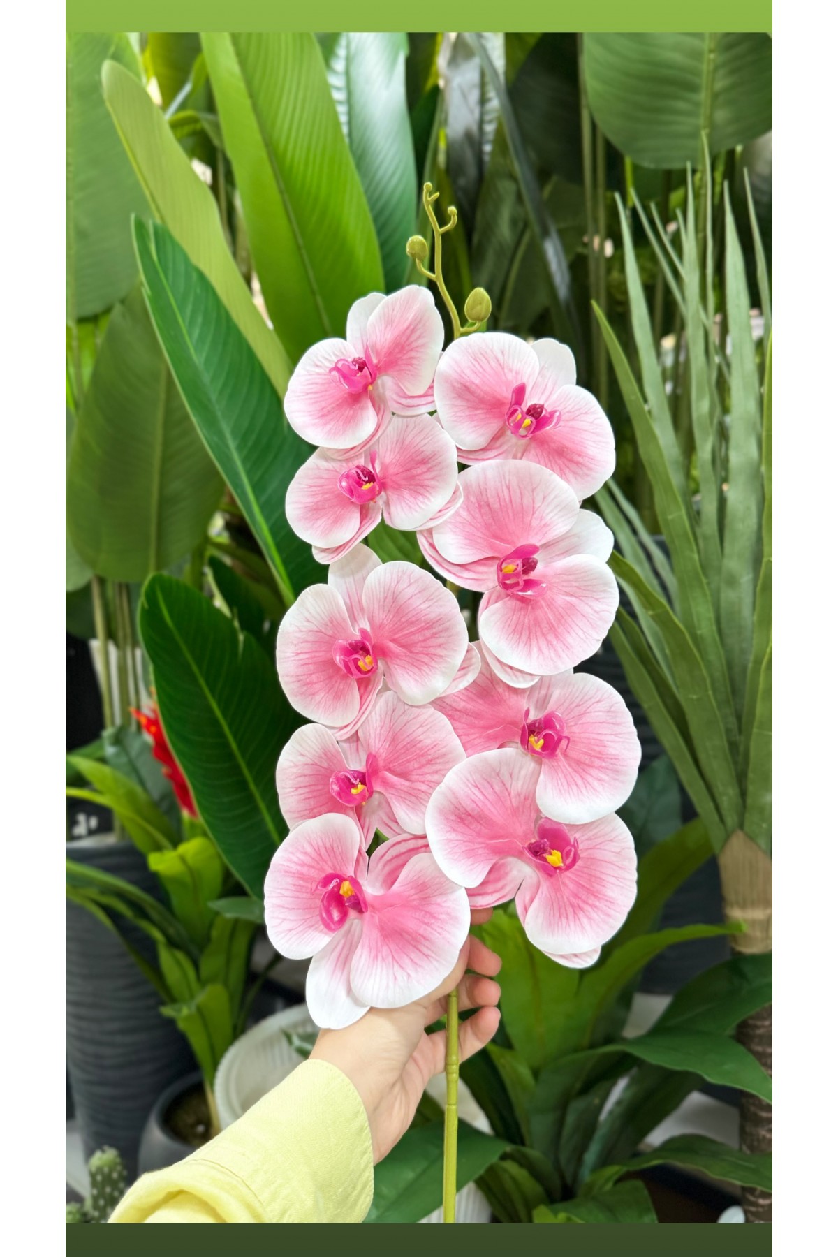 Tek Dal Islak Dokulu Orkide